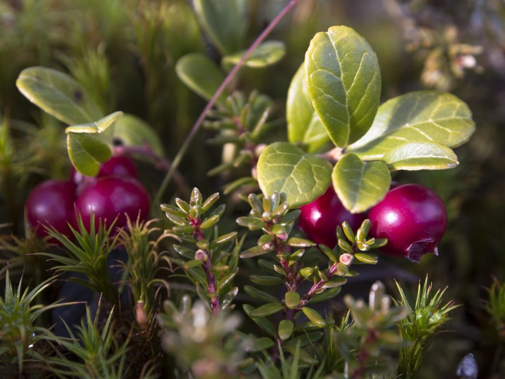 La cranberry comme traitement naturel contre les infections urinaires