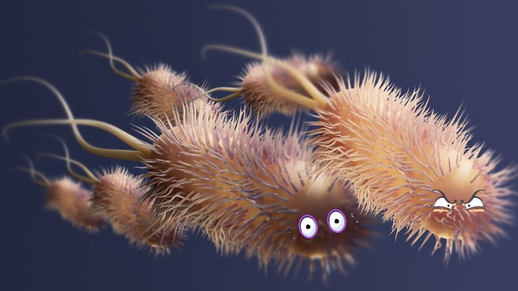 Les bactéries intestinales dans le microbiote intestinal