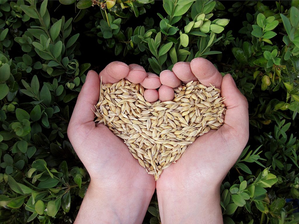 Un lot de graines dans des mains en coeur pour montrer les bienfaits des graines germées par rapport au gluten
