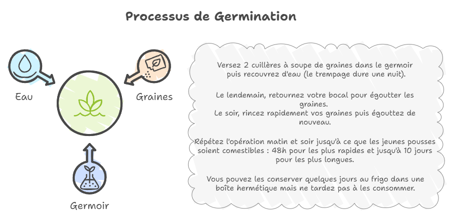 Infographie représentant le processus de germination des bienfaits des graines germées