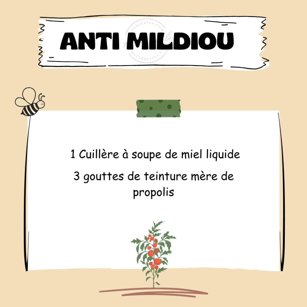 Recette naturelle traitement mildiou tomate astuces au jardin 